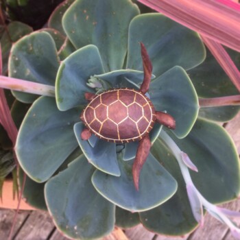 Turtle with gold leaf sculpture art by Olivia O'Connor